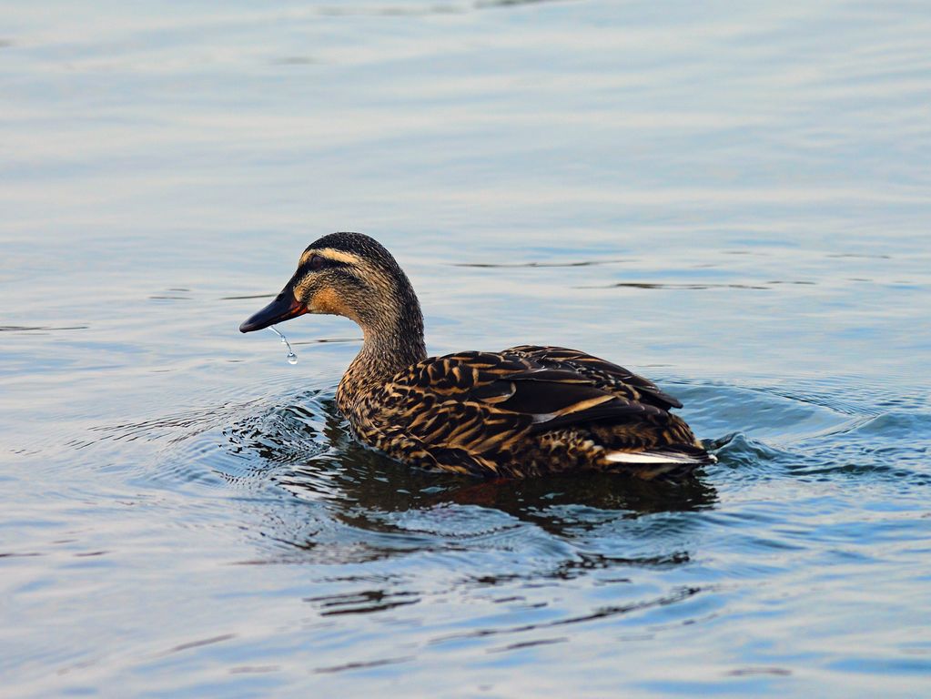 溜光水滑的母鸭子