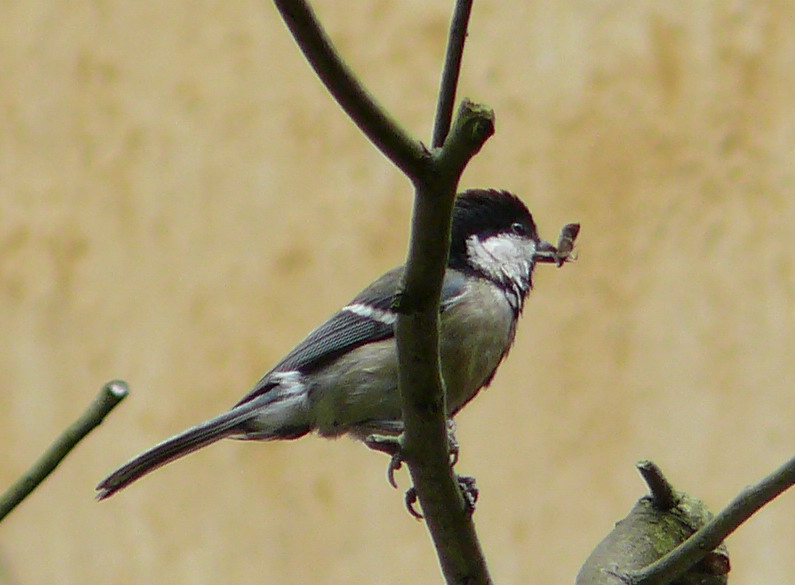 今天拍的大山雀抓虫