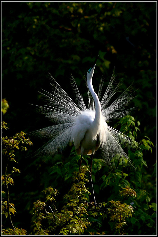 (大白鹭)白色精灵