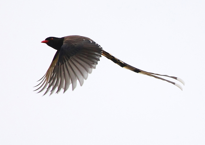 《鸟网飞羽瞬间大汇展》