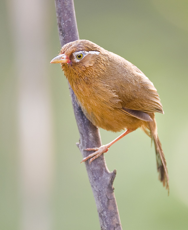 画眉二张 - 林鸟版 forest birds 鸟网