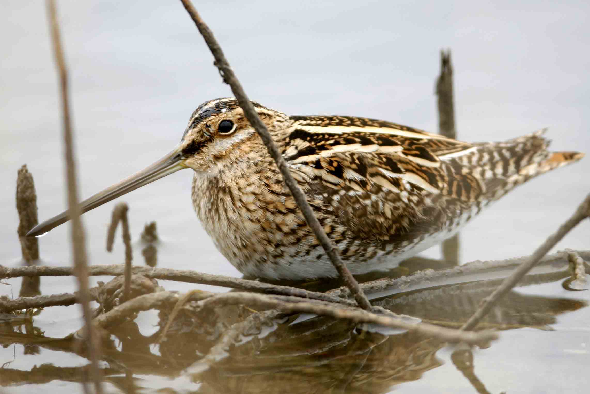 发一组鹬和沙锥的片供同行指导