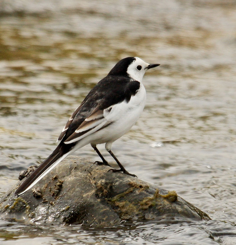 白脊灵 - 林鸟版 forest birds 鸟网