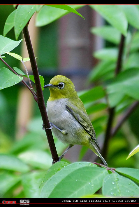 暗绿绣眼鸟绣眼鸟洗白白后面更新中