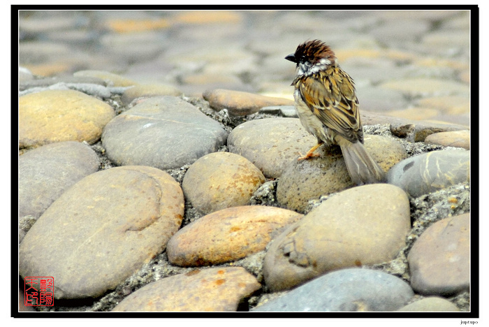 20090506_dd7576eee028400b9ae6pubROVBpkQwi.jpg