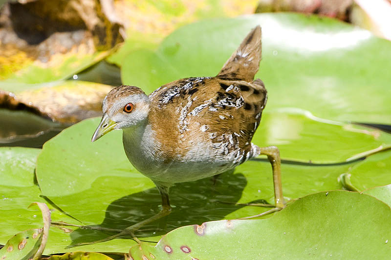 小田鸡