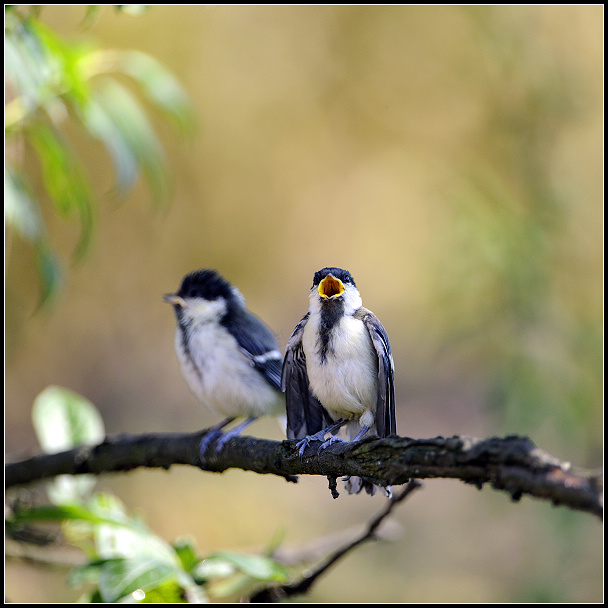 (大山雀)大山雀的雏鸟出窝啦!