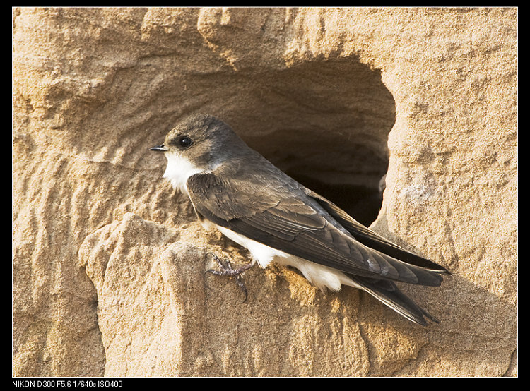 [林鸟] 崖沙燕---2