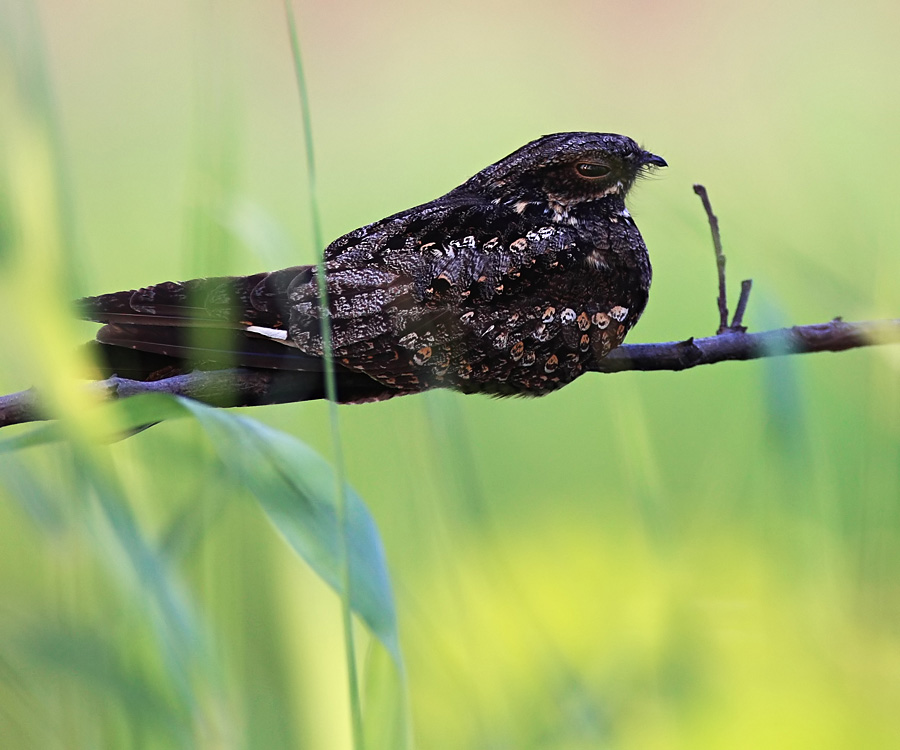 普通夜鹰 - 猛禽版 raptors 鸟网