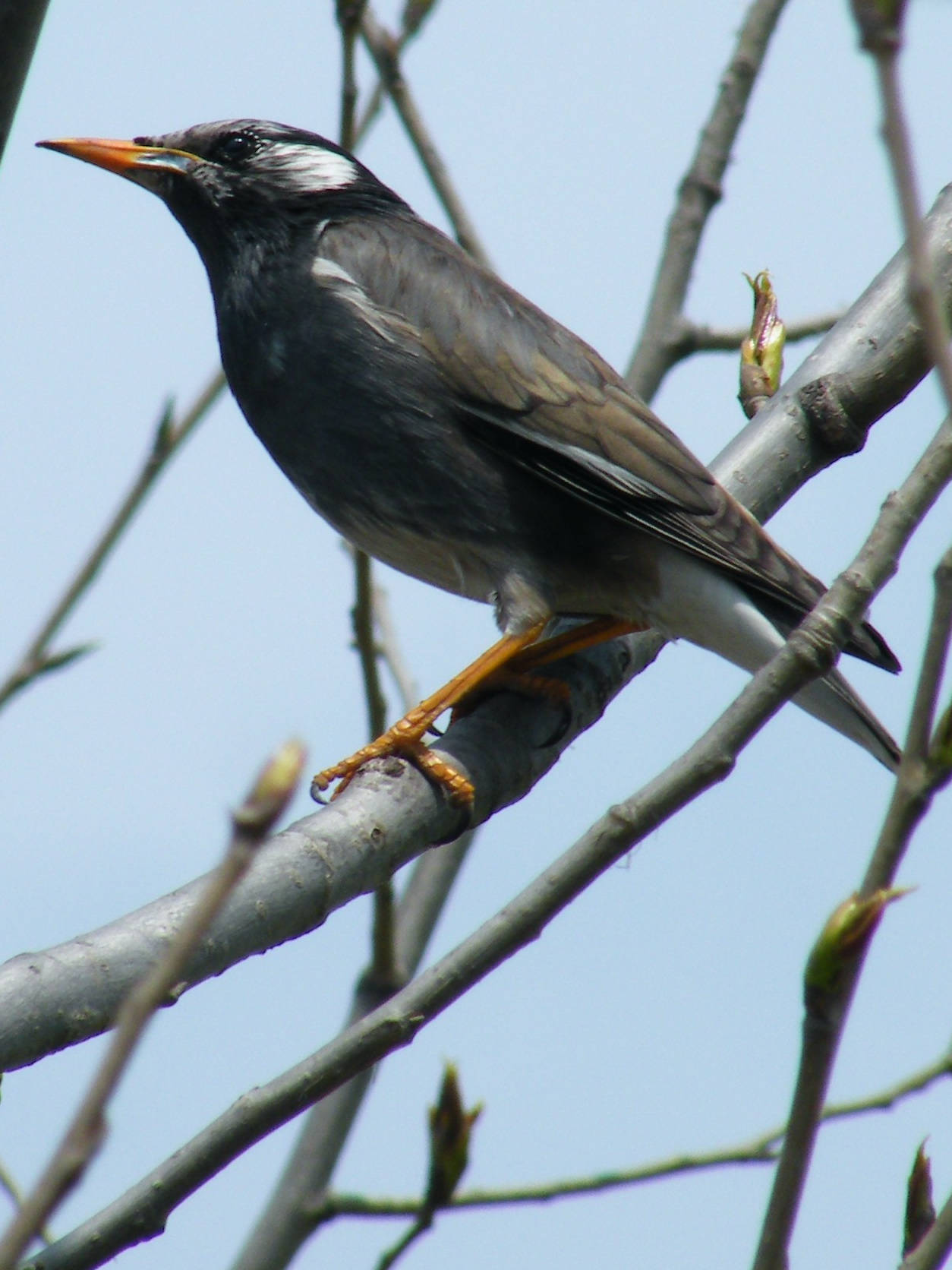 灰椋鸟幼鸟图片