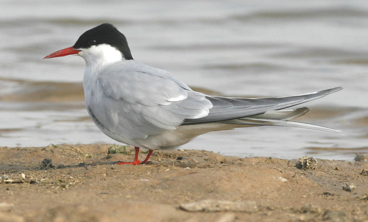 5只燕鸥形影相随,长相各异.