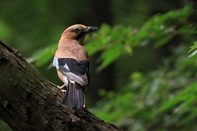 (松鸦)阴鹜的松鸦