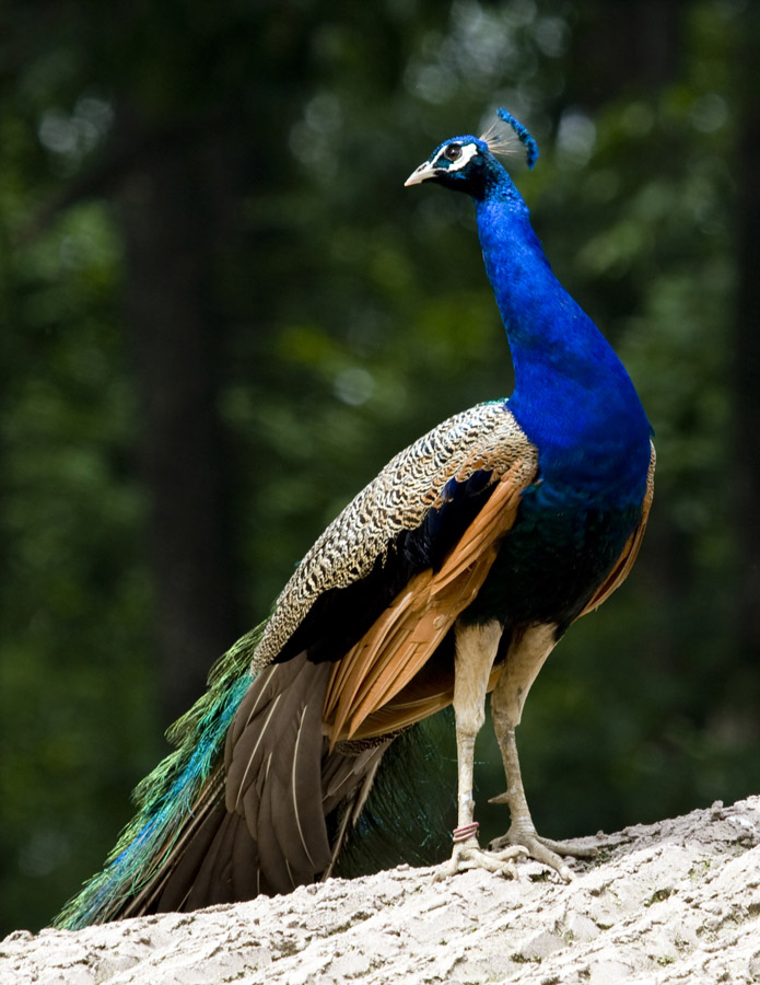 孔雀- 林鸟版 forest birds 鸟网