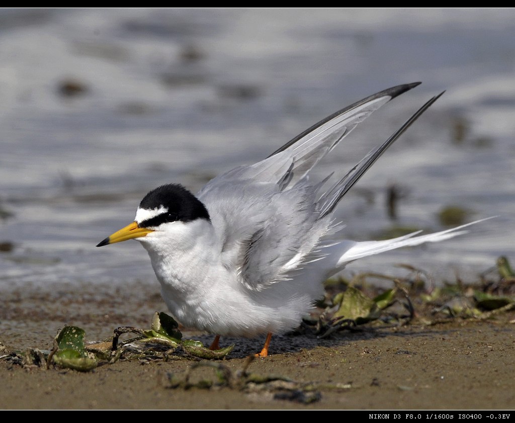 水鸟昨天拍的白额燕鸥
