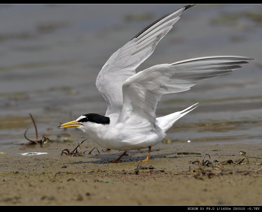 昨天拍的-白额燕鸥