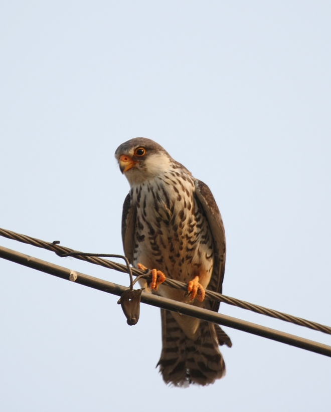 隼是什么生肖 20090605_4e1b6d76ec4acd06f5aaBylcqgKO22r2.jpg