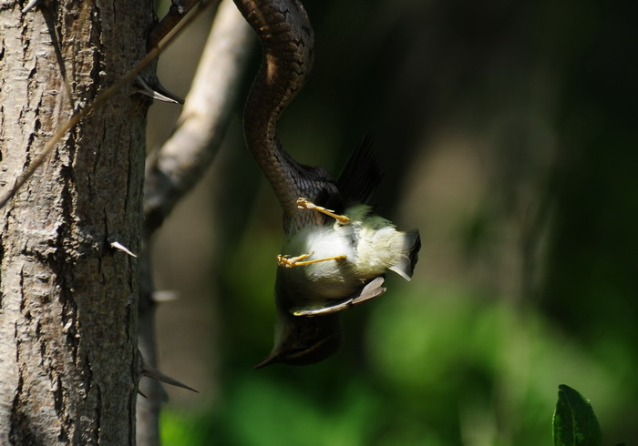 蛇岛拍摄腹蛇捕鸟