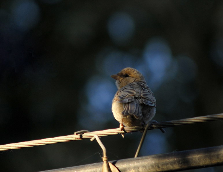 后侧方拍到的的小雌黑顶麻雀