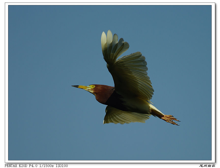 (参赛贴)衔枝--筑巢