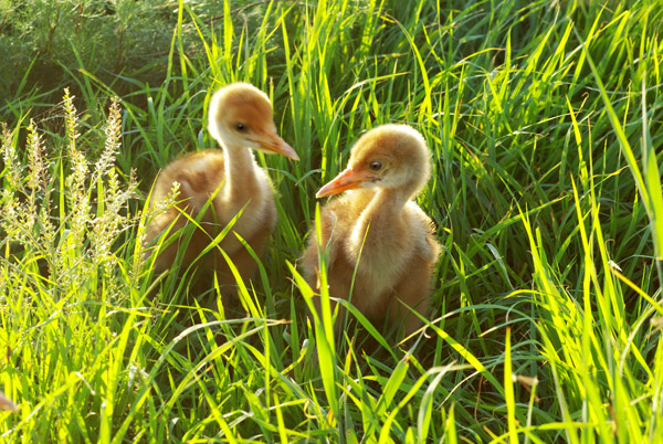 丹顶鹤丹顶鹤幼雏鸟