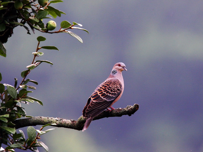 山斑鸠鸟人的乐园婺源县晓起村拍鸟随记