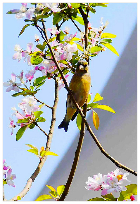 花鳥圖