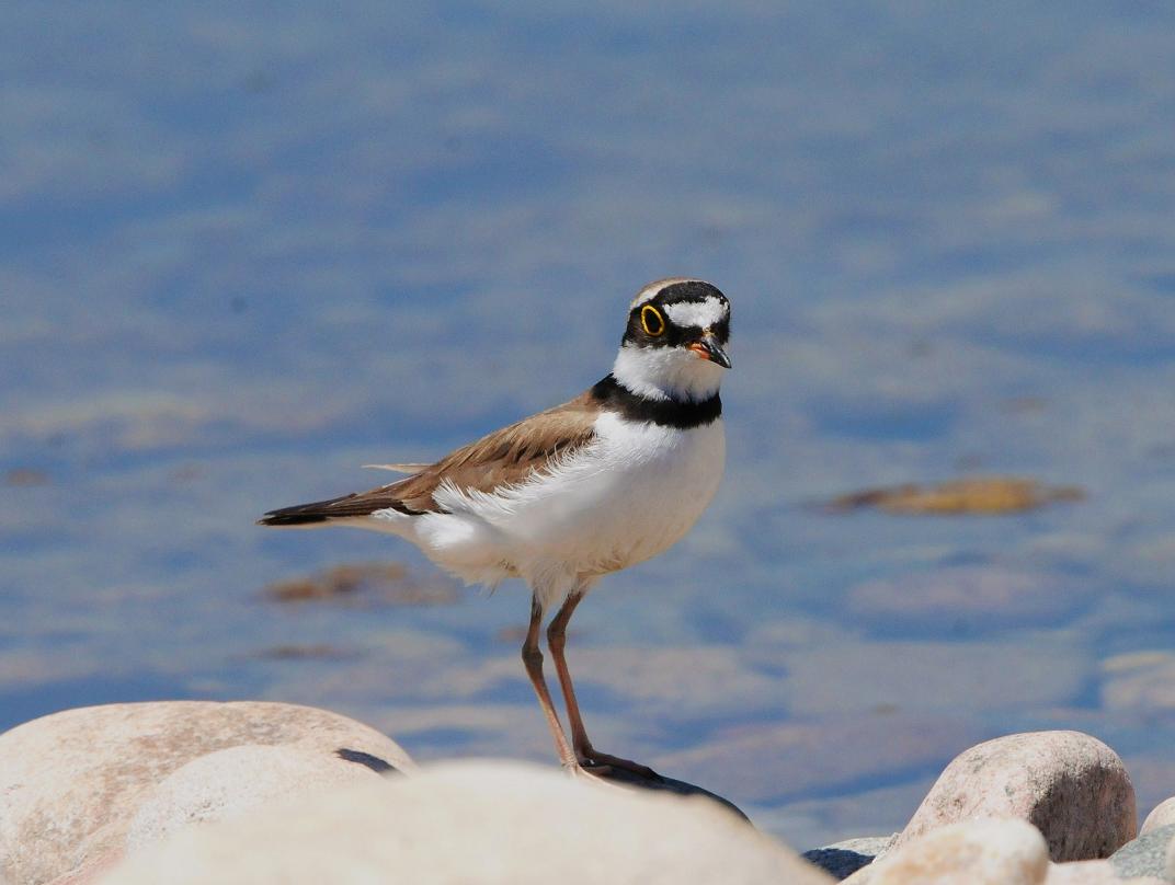 平山拍鸟-----金眶鸻