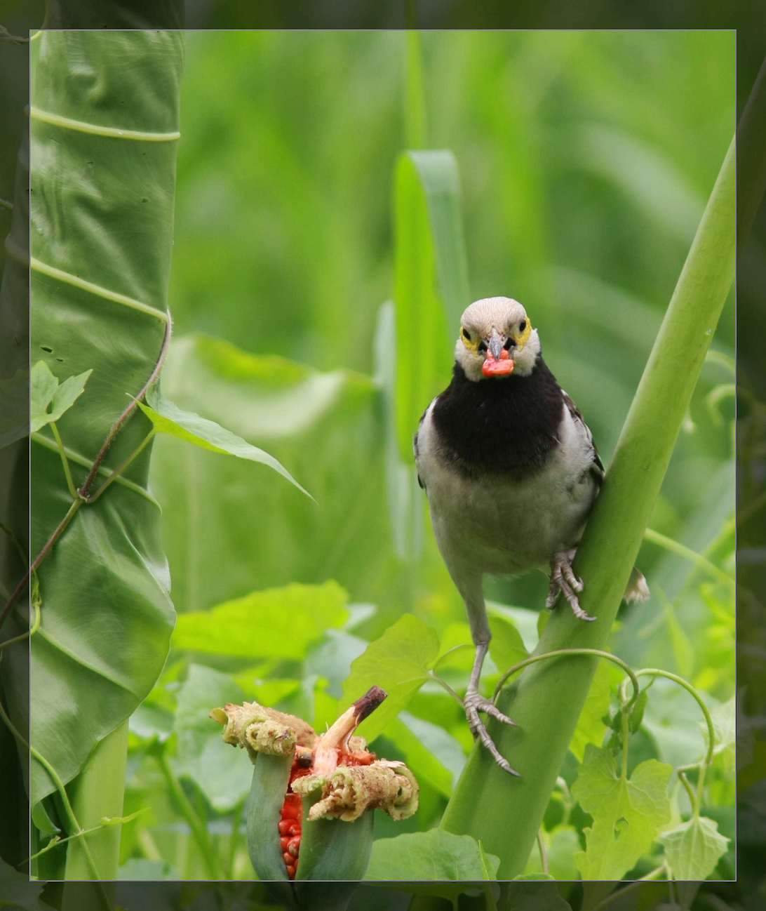 深圳常见的黑颈掠鸟