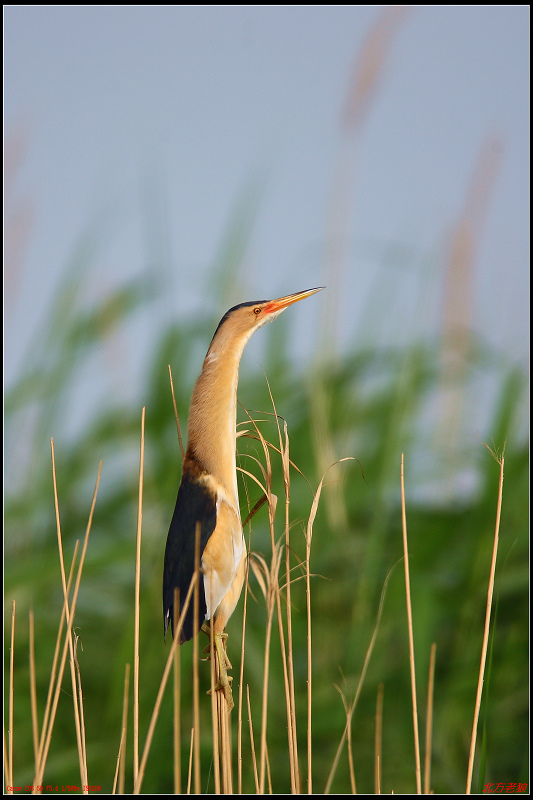 新疆小苇鳽 - 水鸟版 鸟网