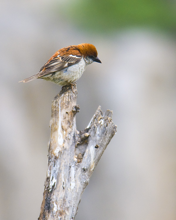 一组山麻雀 - 林鸟版 鸟网