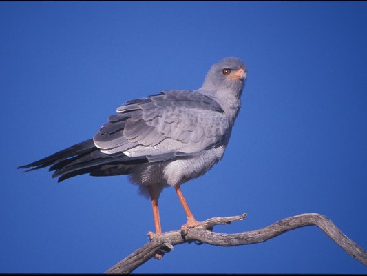 pale chanting goshawk淡色歌鹰.jpg