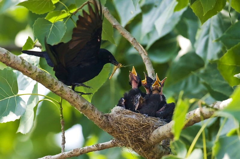 (黑卷尾)黑卷尾育雏记