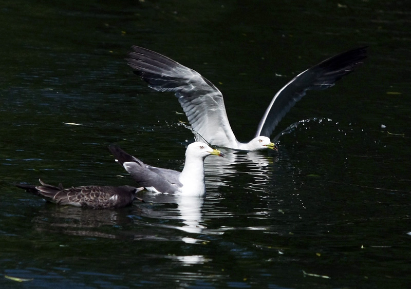 20090630_1c228e10a6c95f55471avKxH1reeQuk3.jpg