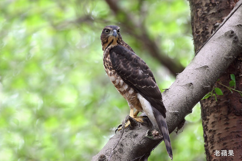 凤头苍鹰亚成