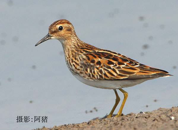 长趾滨鹬.jpg
