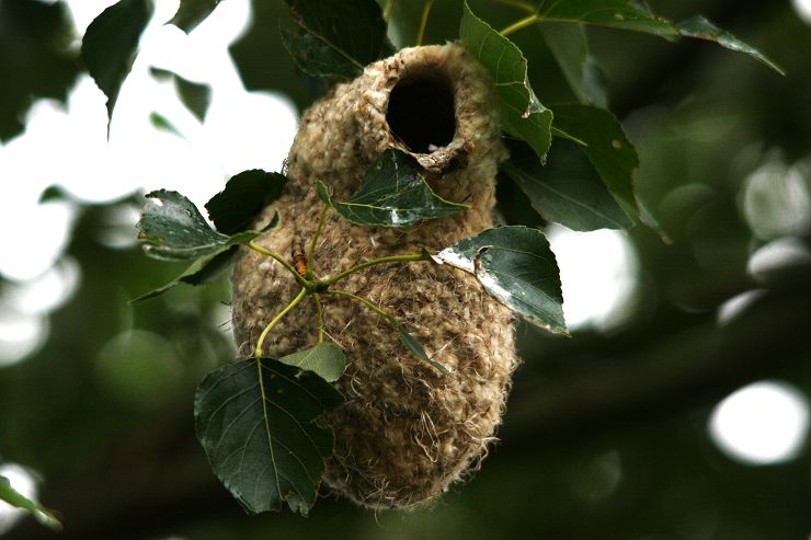 求鸟名(中华攀雀)