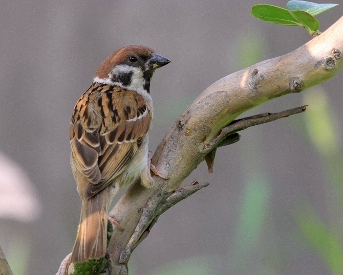 論壇 69 主題區 69 野生鳥類 69 (麻雀)大地的 菜鳥麻雀