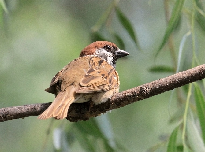 論壇 69 主題區 69 野生鳥類 69 (麻雀)大地的 菜鳥麻雀