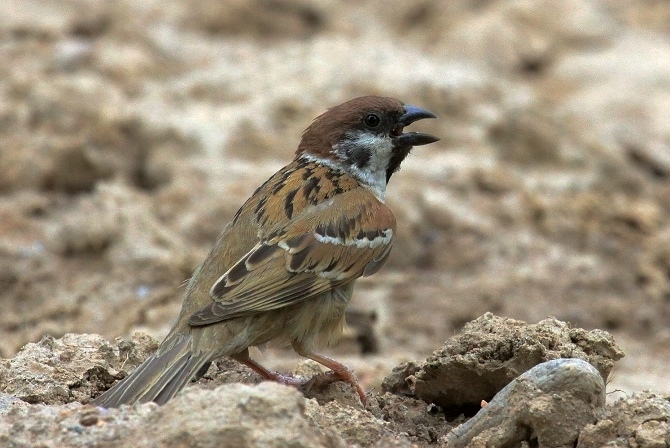 論壇 69 主題區 69 野生鳥類 69 (麻雀)大地的 菜鳥麻雀