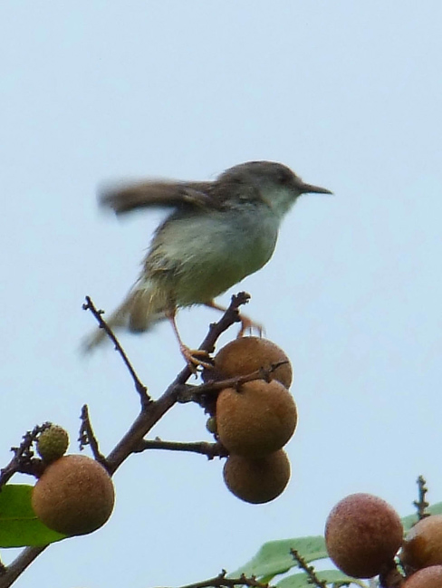龙眼熟了不知鸟名