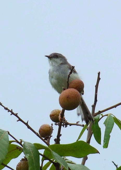 龙眼熟了不知鸟名