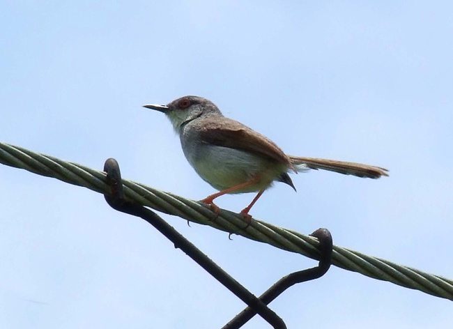 龙眼熟了不知鸟名
