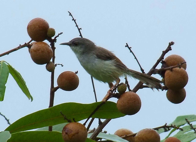 龙眼熟了不知鸟名