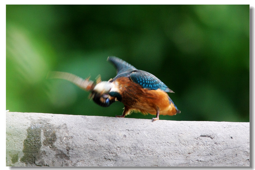 小翠吃青蛙(连拍)