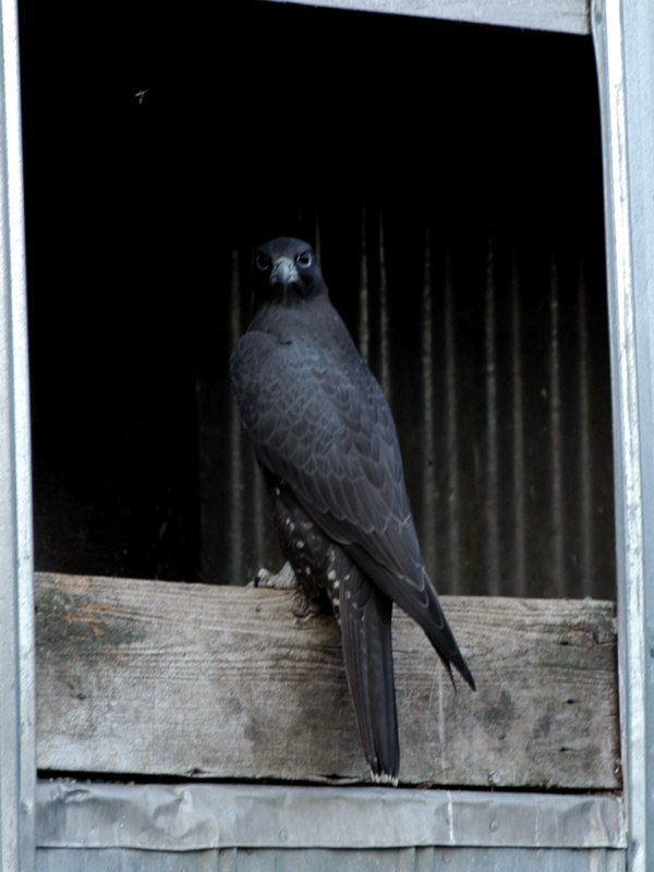 猎隼猎隼矛隼阿尔泰隼