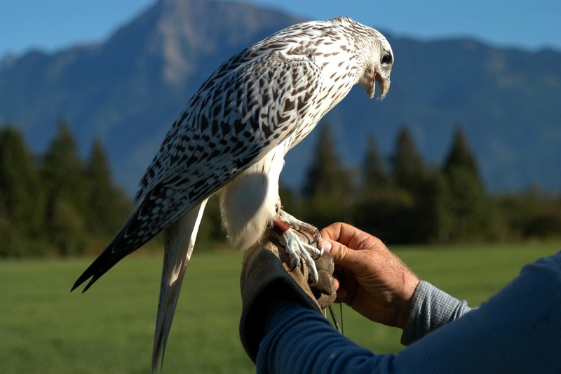 猎隼猎隼矛隼阿尔泰隼