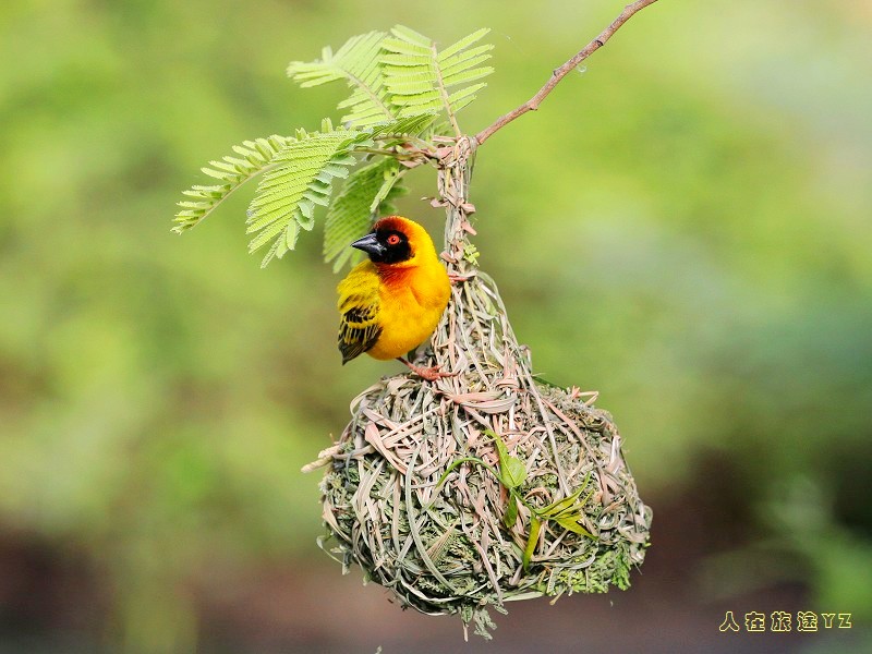 (黑头织雀)黑头织布鸟的幸福生活(参赛)
