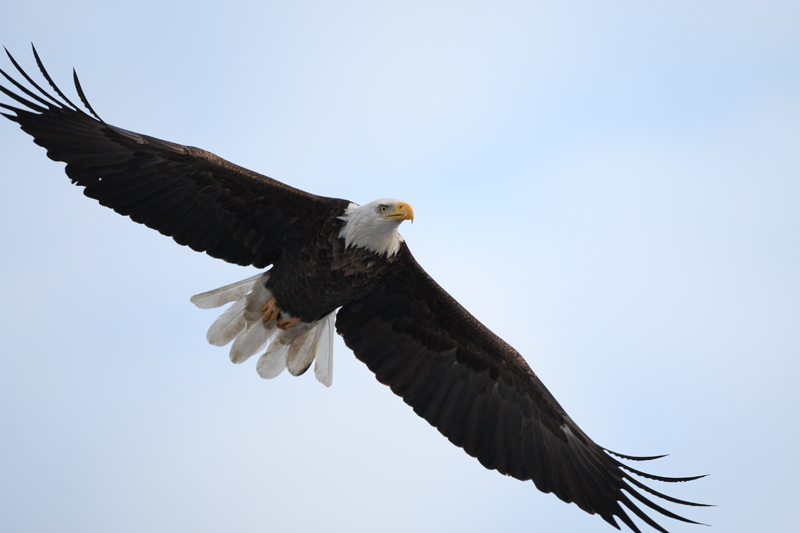 (白头海雕)翱翔