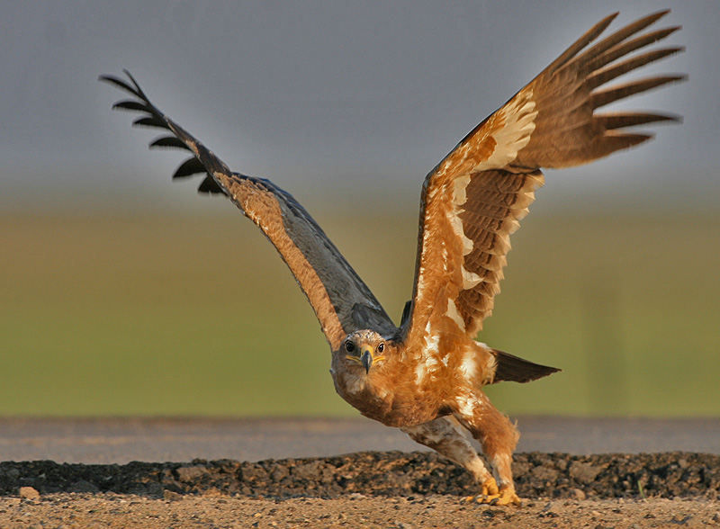 (草原雕)鸟之舞
