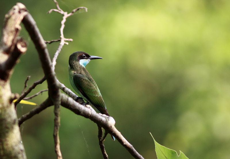 (蓝喉蜂虎)今天的南昌蓝喉蜂虎(亚成鸟)